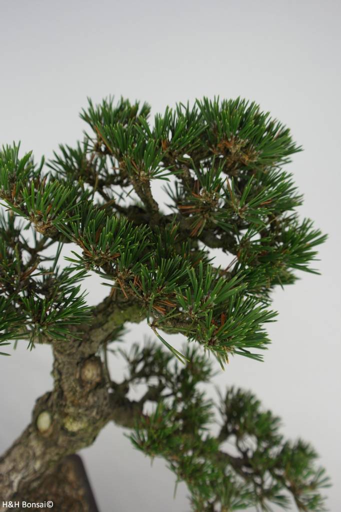 Bonsai Schwarzkiefer kotobuki, Pinus thunbergii kotobuki, nr. 5907