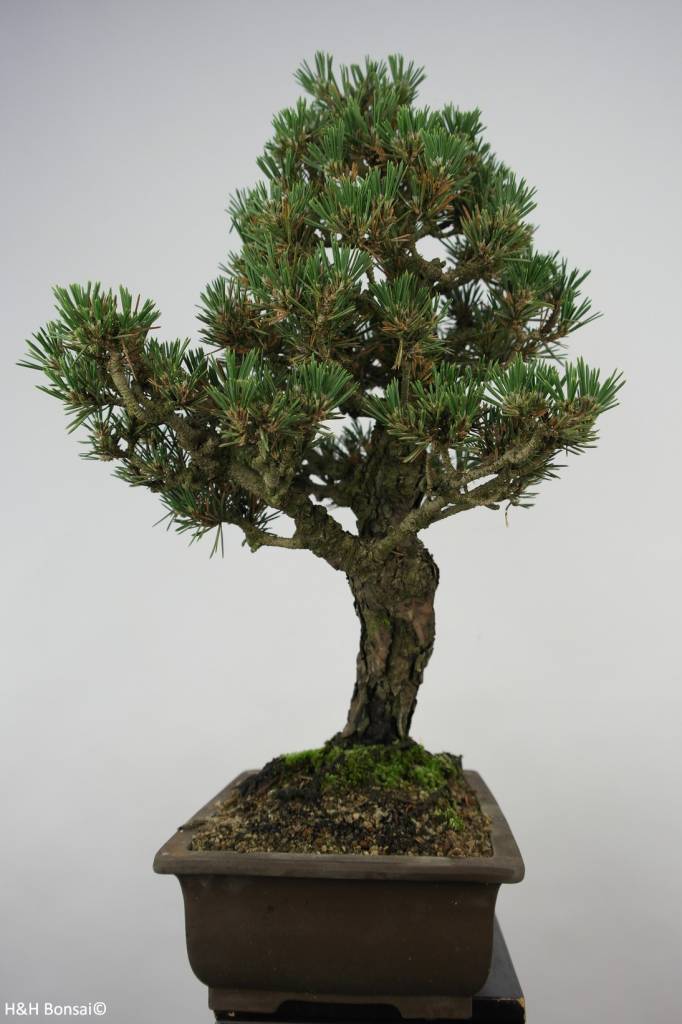 Bonsai Schwarzkiefer kotobuki, Pinus thunbergii kotobuki, nr. 5908