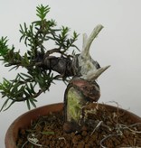 Bonsai Japanese yew, Taxus cuspidata, no. 6018