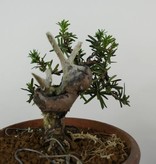 Bonsai Japanische Eibe, Taxus cuspidata, nr. 6018