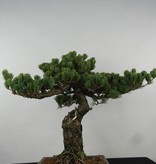 Bonsai Mädchenkiefer, Pinus parviflora, nr. 6156