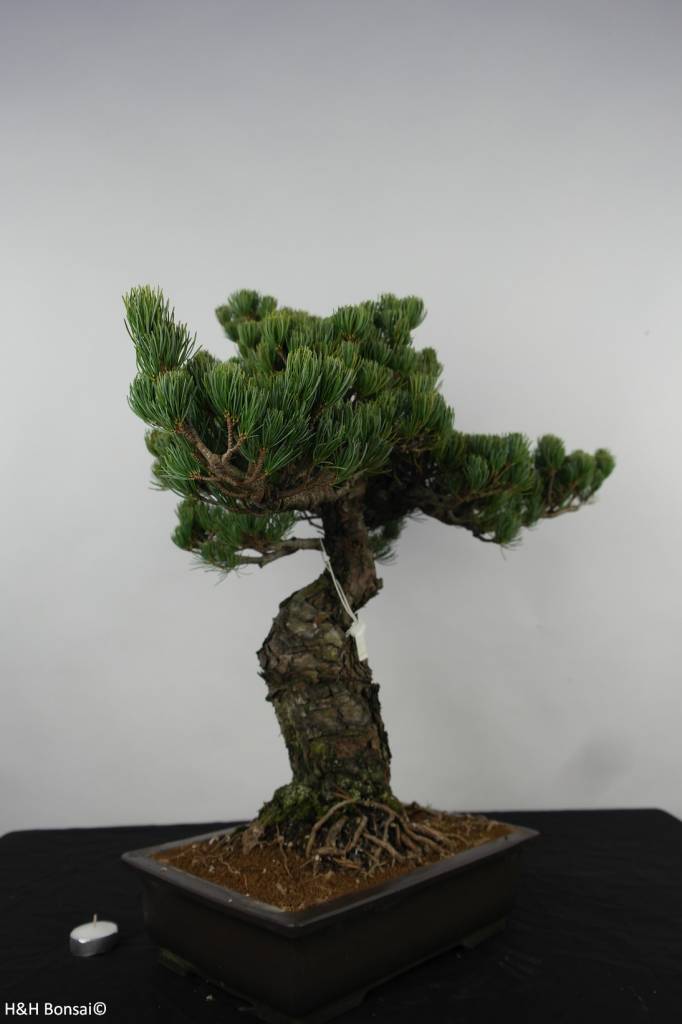 Bonsai White pine, Pinus parviflora, no. 6156