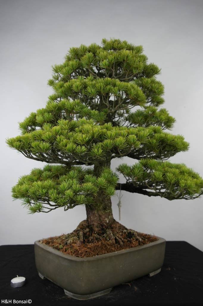 Bonsai White pine, Pinus parviflora, no. 6176