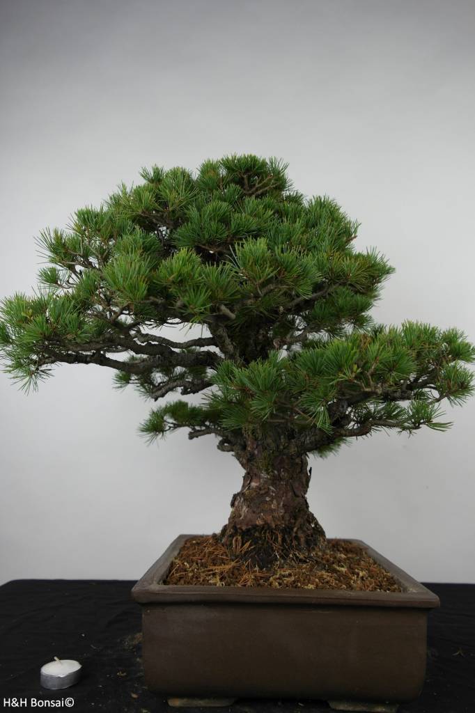 Bonsai Mädchenkiefer, Pinus parviflora, nr. 6177