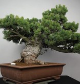 Bonsai Mädchenkiefer, Pinus parviflora, nr. 6178