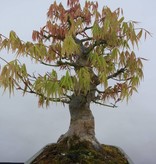 Bonsai Japanese maple, Acer palmatum, no. 5805