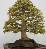 Bonsai Trident maple, Acer buergerianum, no. 5522