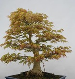 Bonsai Jap. Fächerahorn, Acer palmatum, no. 5509