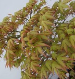 Bonsai Japanese maple, Acer palmatum, no. 5509