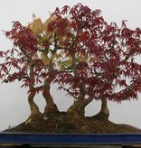 Bonsai Japanese maple, Acer palmatum, no. 5850