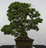 Bonsai Chin. Wacholder, Juniperus chinensis itoigawa, nr. 5178