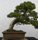 Bonsai Chin. Wacholder, Juniperus chinensis itoigawa, nr. 5178