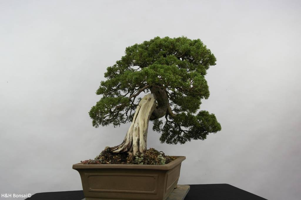 Bonsai Chinese Juniper, Juniperus chinensis itoigawa, no. 5178