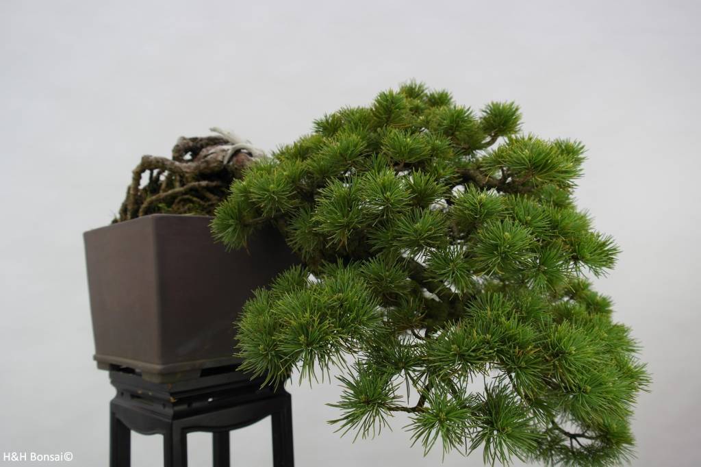 Bonsai Mädchenkiefer, Pinus parviflora, nr. 5140