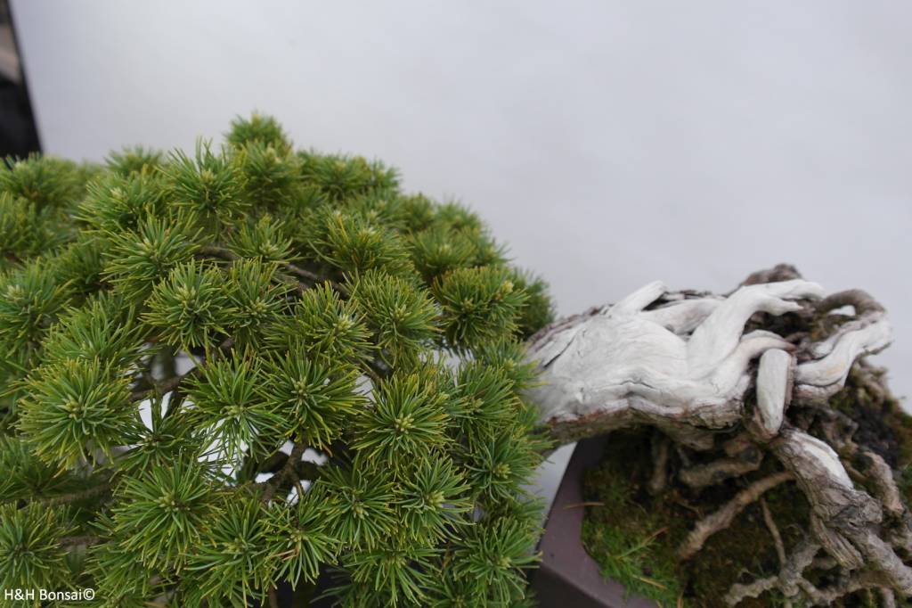 Bonsai Mädchenkiefer, Pinus parviflora, nr. 5140