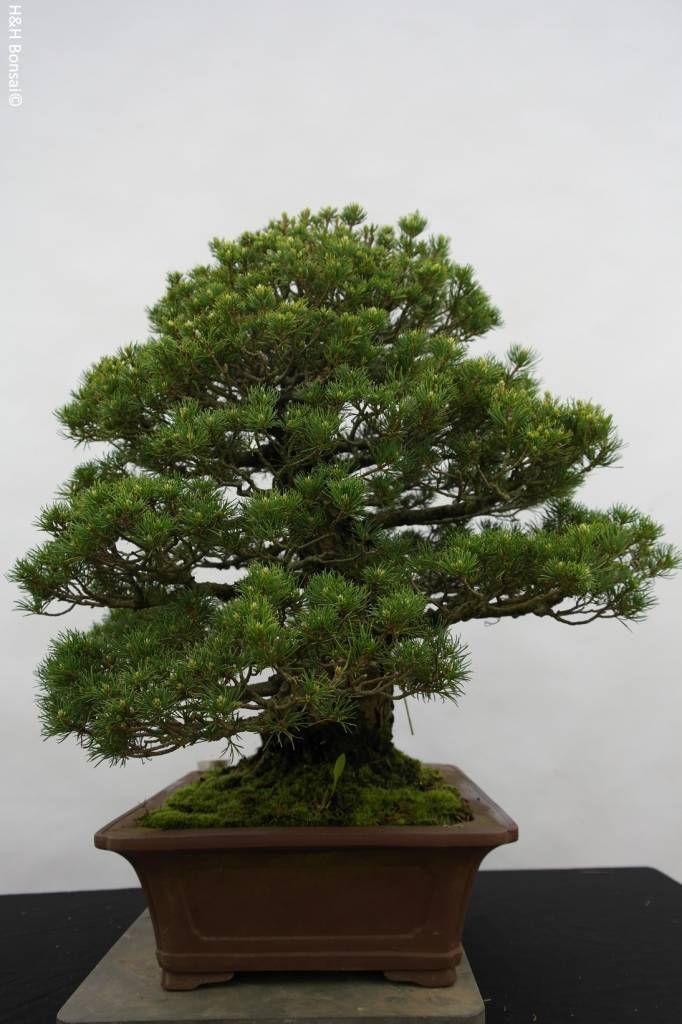 Bonsai White pine kokonoe, Pinus parviflora kokonoe, no. 5260
