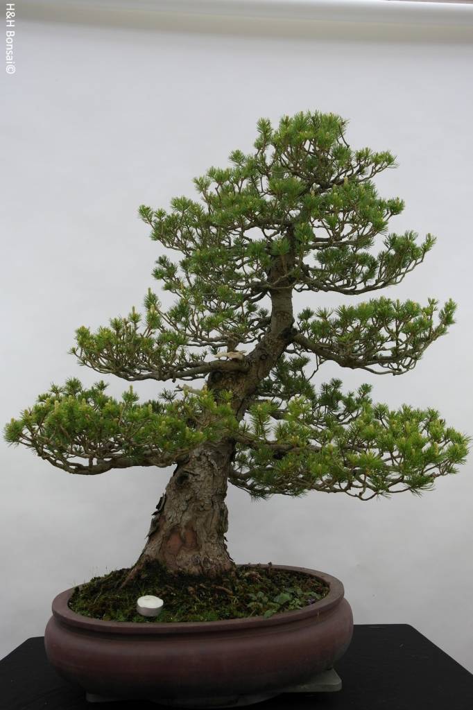 Bonsai Mädchenkiefer zuisho, Pinus parviflora zuisho, nr. 5259