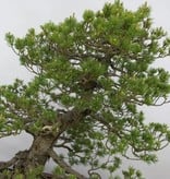 Bonsai White pine zuisho, Pinus parviflora zuisho, no. 5259