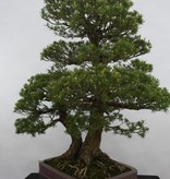 Bonsai White pine kokonoe, Pinus parviflora kokonoe, no. 5179