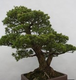 Bonsai Mädchenkiefer kokonoe, Pinus parviflora kokonoe, nr. 5179