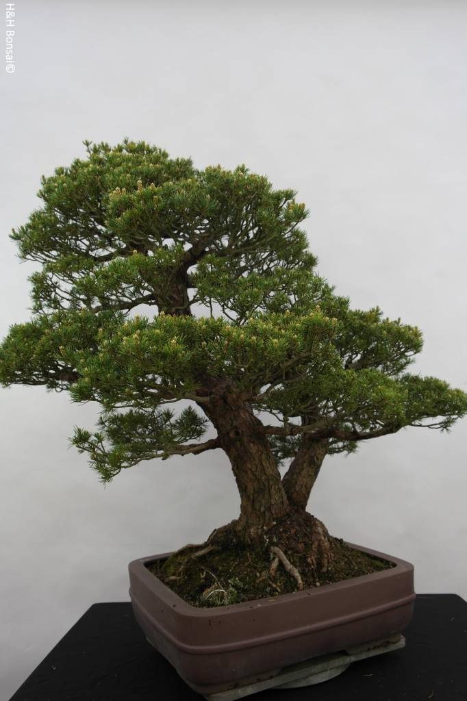 Bonsai Mädchenkiefer kokonoe, Pinus parviflora kokonoe, nr. 5179