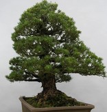 Bonsai Mädchenkiefer kokonoe, Pinus parviflora kokonoe, nr. 5297