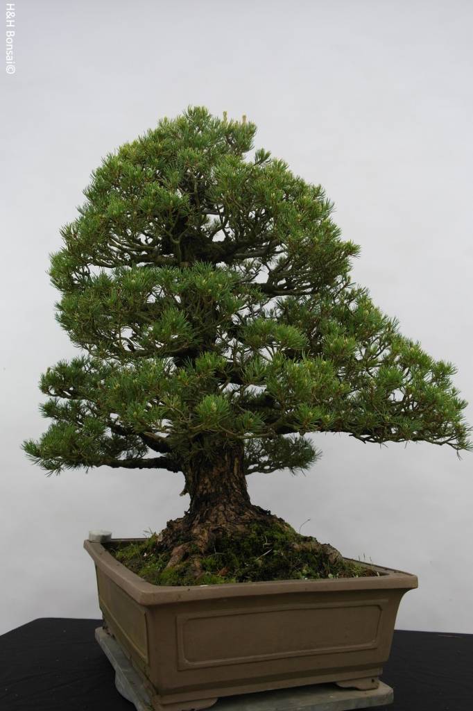 Bonsai White pine kokonoe, Pinus parviflora kokonoe, no. 5297
