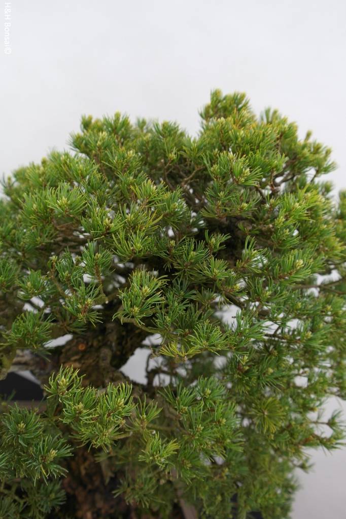 Bonsai White pine kokonoe, Pinus parviflora kokonoe, no. 5297