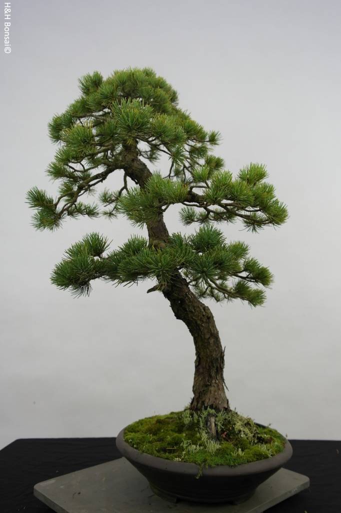 Bonsai Mädchenkiefer, Pinus penthaphylla, no. 5503