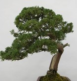 Bonsai Chin. Wacholder, Juniperus chinensis itoigawa, nr. 5176