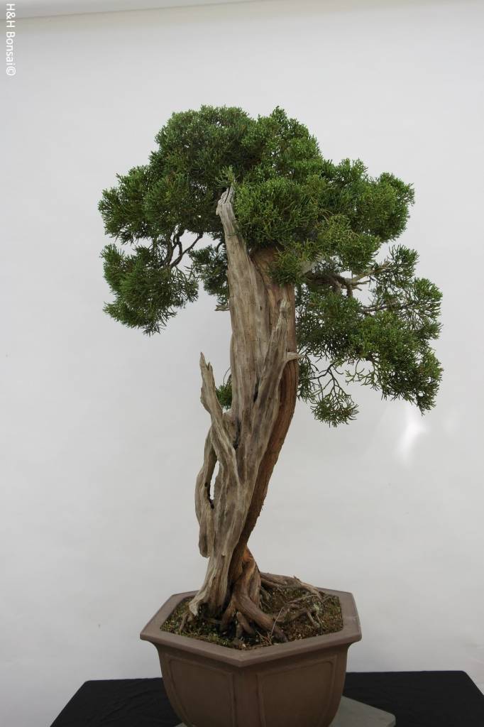 Bonsai Chin. Wacholder, Juniperus chinensis itoigawa, nr. 5165