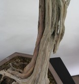 Bonsai Chin. Wacholder, Juniperus chinensis itoigawa, nr. 5165