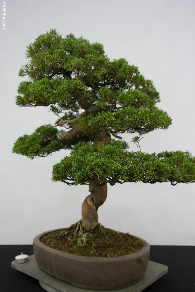 Bonsai Chinese Juniper, Juniperus chinensis itoigawa, no. 5122