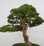 Bonsai Chinese Juniper, Juniperus chinensis itoigawa, no. 5122