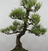 Bonsai Japanese Black Pine, Pinus thunbergii, no. 6431