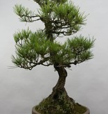 Bonsai Schwarzkiefer, Pinus thunbergii, nr. 6431