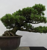 Bonsai Mädchenkiefer, Pinus pentaphylla, nr. 6432