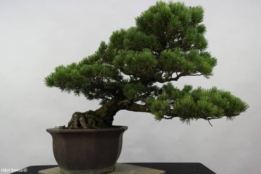 Bonsai Mädchenkiefer, Pinus pentaphylla, nr. 6432