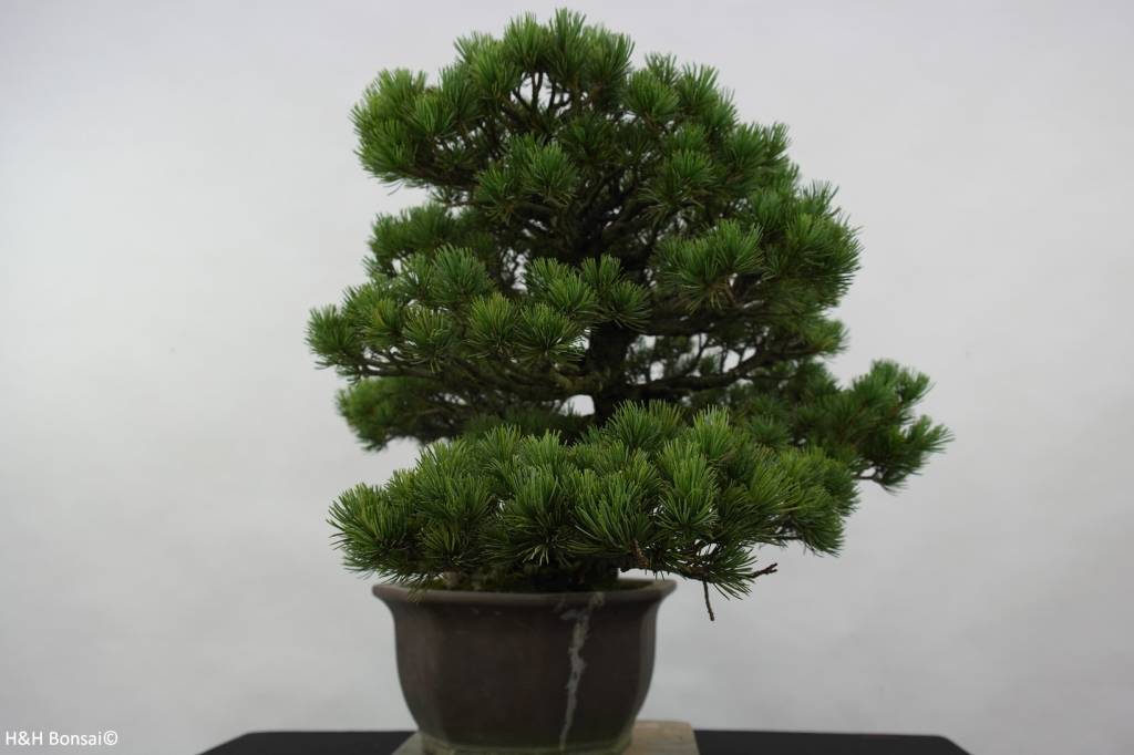 Bonsai Japanese White Pine, Pinus pentaphylla, no. 6432