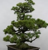 Bonsai Mädchenkiefer, Pinus pentaphylla sp., nr. 6433