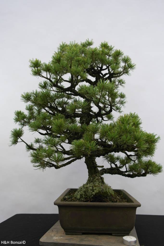 Bonsai Japanese White Pine, Pinus pentaphylla sp., no. 6433