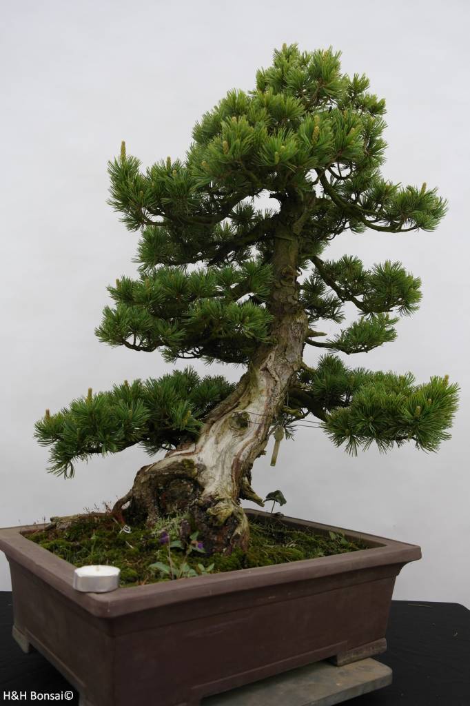 Bonsai Japanese White Pine, Pinus pentaphylla, no. 6434