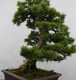 Bonsai Japanese White Pine, Pinus pentaphylla, no. 6434