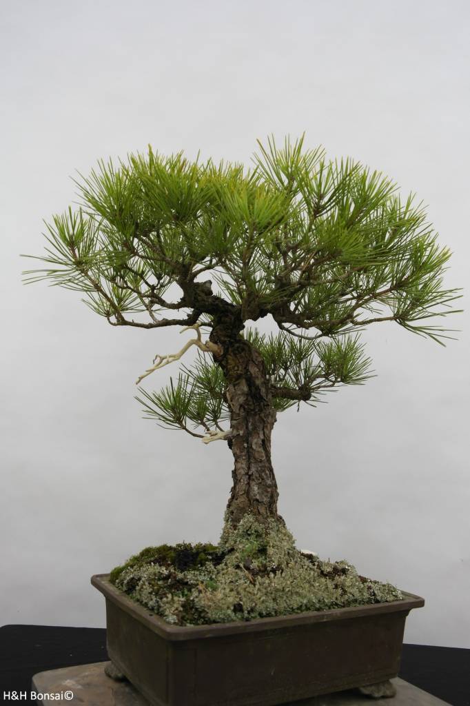 Bonsai Schwarzkiefer, Pinus thunbergii, nr. 6435