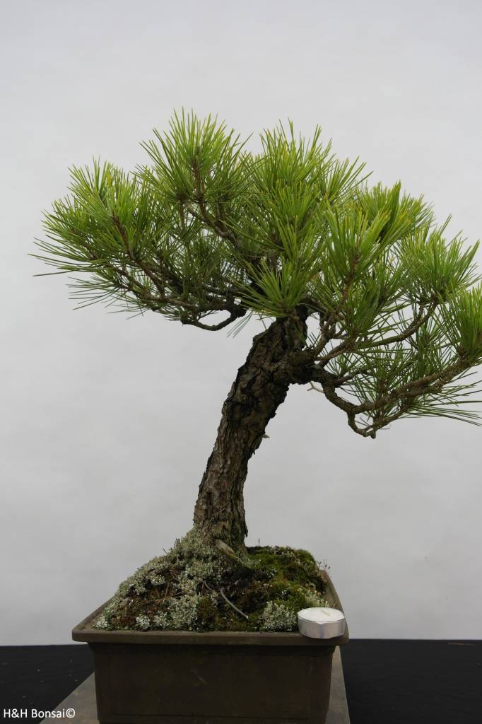 Bonsai Japanese Black Pine, Pinus thunbergii, no. 6435