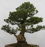 Bonsai Mädchenkiefer kokonoe, Pinus parviflora kokonoe, nr. 6436