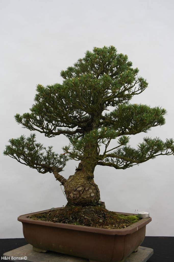 Bonsai White pine kokonoe, Pinus parviflora kokonoe, no. 6436
