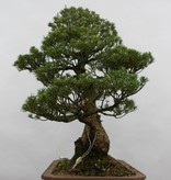 Bonsai White pine kokonoe, Pinus parviflora kokonoe, no. 6436