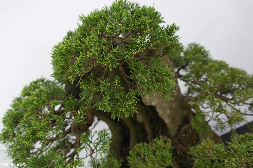 Bonsai Chinese Juniper, Juniperus chinensis, no. 6437