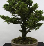 Bonsai Fichte, Picea sp., nr. 6438
